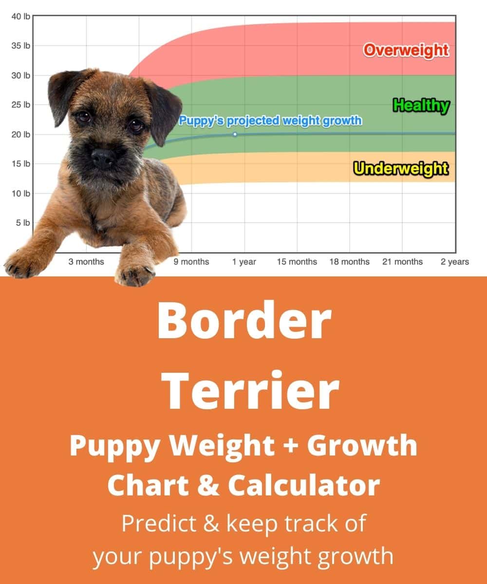 border-terrier Puppy Weight Growth Chart